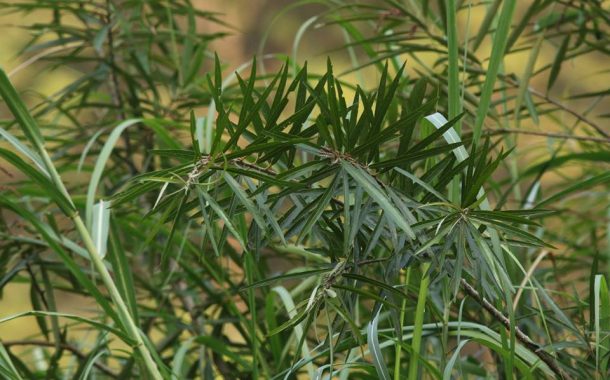 Rare Black Pine Discovered in Sangu Valley of Chittagong Hill Tracts