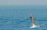 Biological Diversity of Swatch-of-No-Ground, Bay of Bengal, Bangladesh