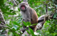 Story of Sundarbans: Monkey and Crocodiles of Jaamtoli