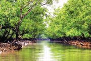 Telecommunications to be revived in Sundarbans
