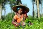 Tea workers return to work responding to PM's call